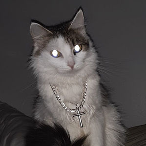 Meet your Posher, Carley